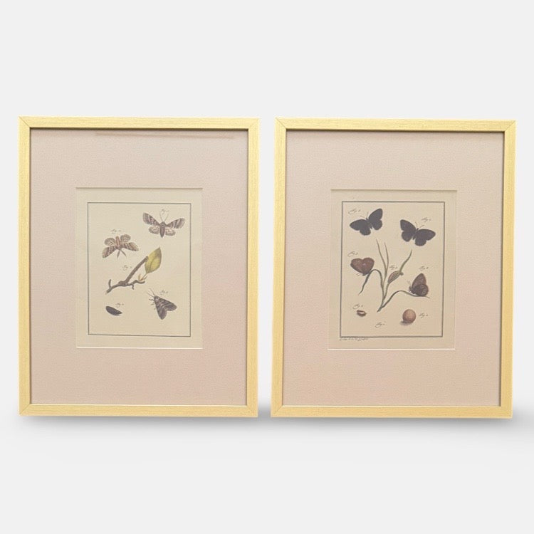 The Voyage Dubai - A pair of beautiful, vintage butterfly prints, in excellent condition. Newly framed with a complementary, finely textured mount and an elegant gold frame.