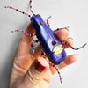 The Voyage Dubai - Celeste Mogador Eude The Beetle Brooch